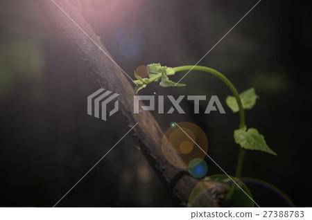 The young shoots of leaves are exposed to the sun. The young shoots of leaves are exposed to the sun. 27388783
