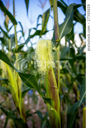 corn cob in the garden 27388826