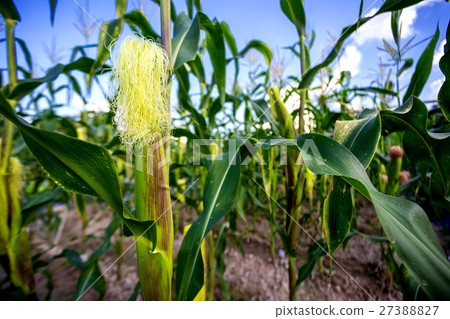 corn cob in the garden 27388827