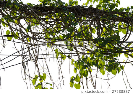 Ivy green with leaf on concrete white background Ivy green with leaf on concrete white background 27388887