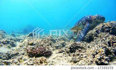 Underwater photography of the green turtle of Okinawa Akijima Aka Beach 27389259