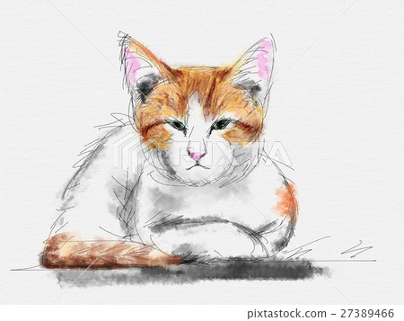 Cat Illustration Cat Illustration 27389466