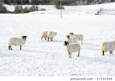 Sheep nestling in the field where snow is piled at the outskirts of Scotland 27391049
