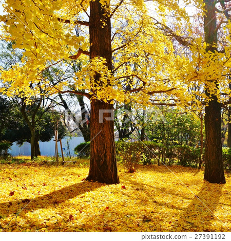 Autumn material · yellow leaves of ginkgo biloba and yellow carpet · 2 squares from the ground 27391192