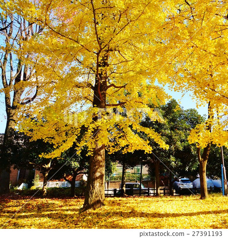 Material of Autumn · Leaf of ginkgo leaves scattering yellow leaves of Ginkgo · Several squares from the ground surface 27391193