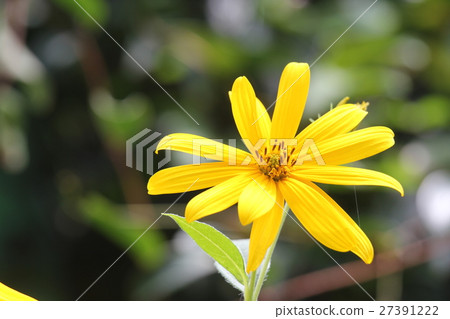 菊芋 菊芋 27391222