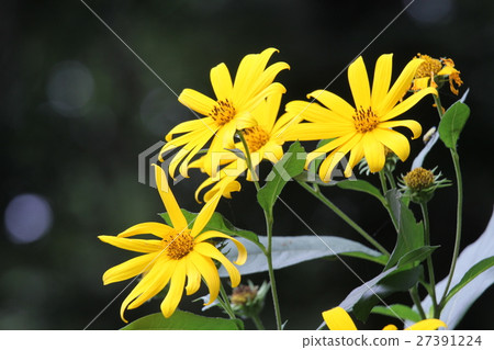Jerusalem artichoke 27391224