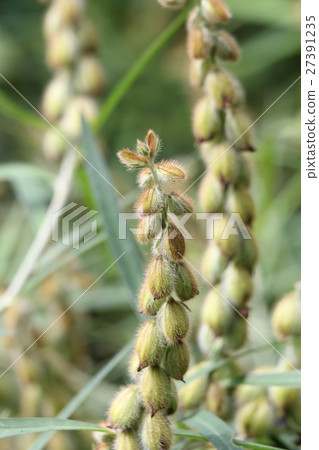 Sea cucumber 27391235