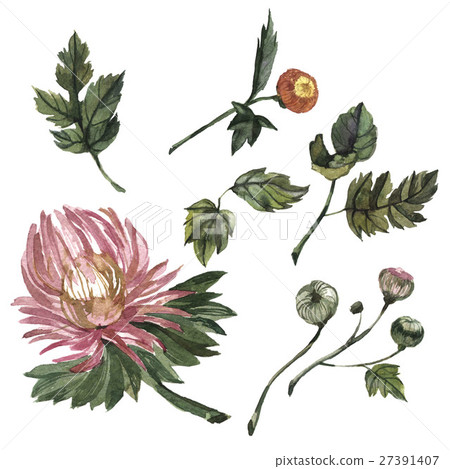 Wildflower aster flower in a watercolor style 27391407