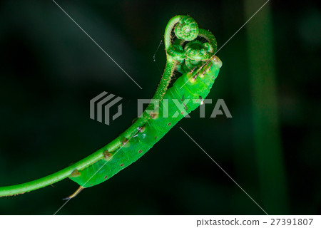 Pale Brown Hawk Moth Caterpillar Pale Brown Hawk Moth Caterpillar 27391807