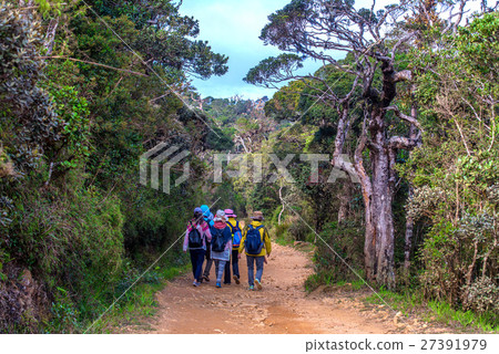 Group of travelers in forest 27391979