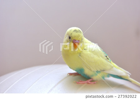 One-year-old Mel of Sekisei parakeet One-year-old Mel of Sekisei parakeet 27392022