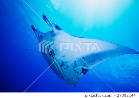Manta at Ishigakijima 27392144