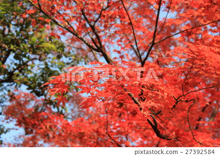 秋葉 - 小石川後樂園 27392584