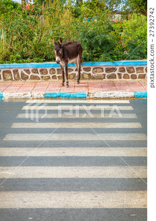 Donkey in the streets of Sidi Ifni, Morocco Donkey in the streets of Sidi Ifni, Morocco 27392742