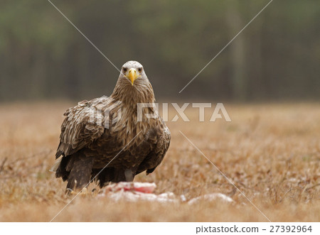 White tailed eagle(Haliaeetus albicilla) on meadow 27392964
