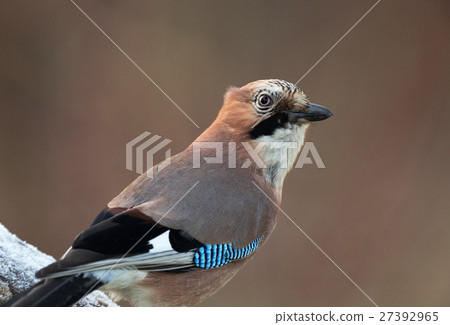 Portrait of Eurasian Jays (Garrulus glandarius) 27392965
