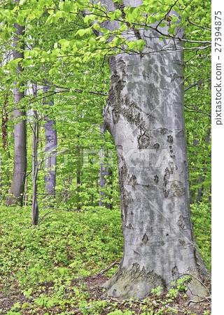 Beech tree Beech tree 27394875