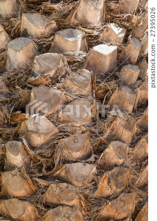 palm tree trunk background 27395026