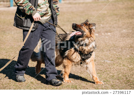 German Shepherd On Obedience Dog Training German Shepherd On Obedience Dog Training 27396117