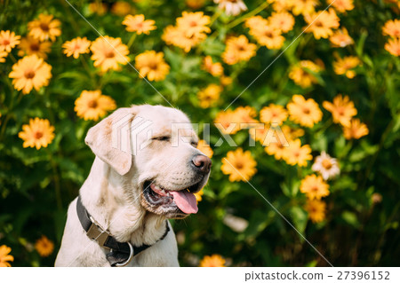 Smiling With Close Eyes Yellow Golden Labrador Smiling With Close Eyes Yellow Golden Labrador 27396152