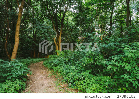 Forest Path Going Through Growth Of Small Forest Path Going Through Growth Of Small 27396192