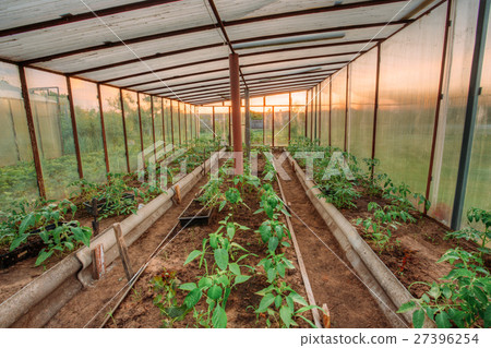 Tomatoes Vegetables Growing In Raised Beds In Tomatoes Vegetables Growing In Raised Beds In 27396254
