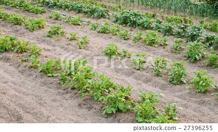 Potatoes Plants Growing In Raised Beds In Potatoes Plants Growing In Raised Beds In 27396255