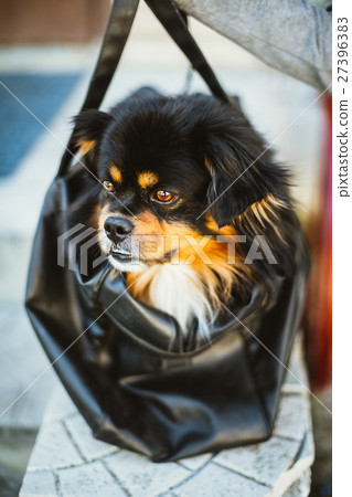 Mixed Breed Small Size Black And Brown Colors Dog 27396383