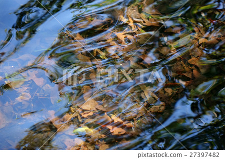 Background of leaves under the water 27397482
