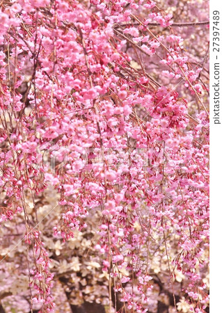 鮮豔的粉紅色櫻花 27397489