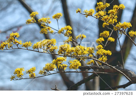 Flower of Sanshui Koganei Park 27397628