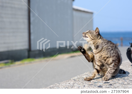 Aisima's Cat Wharf of a wharf 27397904