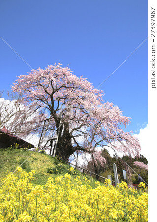 鹿兒島縣不動的櫻花（郡山市） 27397967
