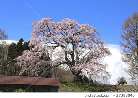 Gotoko Makita Sakura (Koriyama city) 27398046