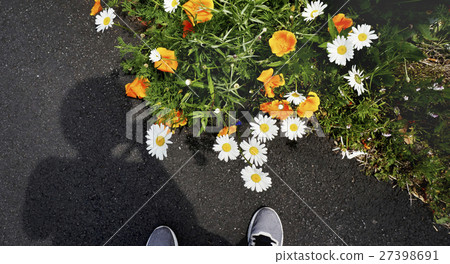 White daisy plant on the ground White daisy plant on the ground 27398691