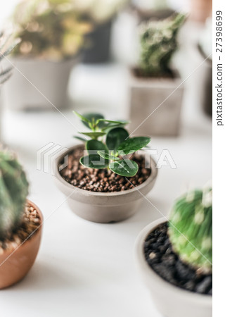 Cactus Growing Botany Nature Environmental Thorn Concept 27398699