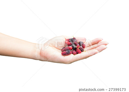 red mulberries fruit on hand 27399173