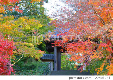 恩卡久寺的紅葉[神奈川縣鎌倉市的風景] 27401281
