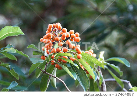 臺灣海桐 27404097