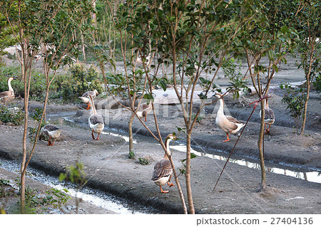 鵝 27404136