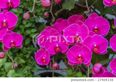 Beautiful Violet Orchid Flowers in the garden 27404138