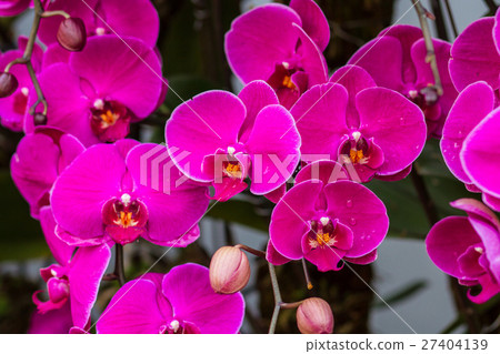 Beautiful Violet Orchid Flowers in the garden Beautiful Violet Orchid Flowers in the garden 27404139