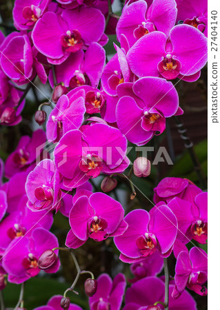 Beautiful Violet Orchid Flowers in the garden 27404140