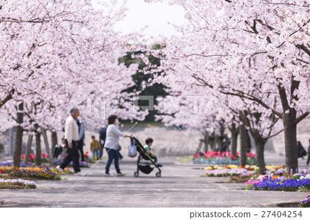 櫻花和櫻花 27404254