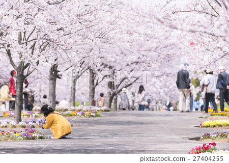 櫻花和櫻花 27404255