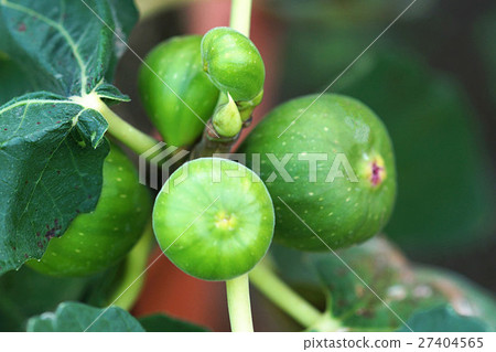 一塵不染的水果 27404565