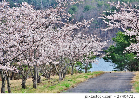 Cherry blossom trees following the lake 27404723