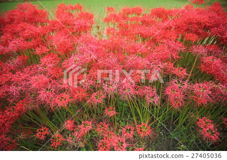 Higanbana no Sato Higanbana no Sato 27405036