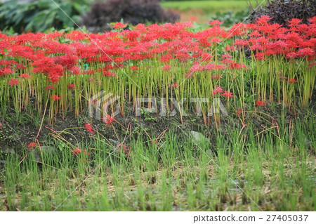 Higanbana no Sato Higanbana no Sato 27405037